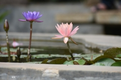 Copy of DSC_2320
