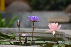 Copy of DSC_2321